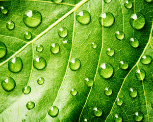 Close up of leaf with droplets of water