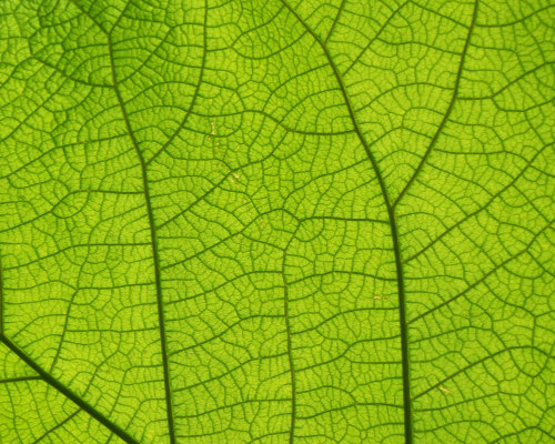 Close up of leaf showing veins