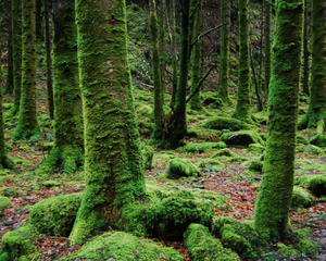 Moss-covered trees in a forest
