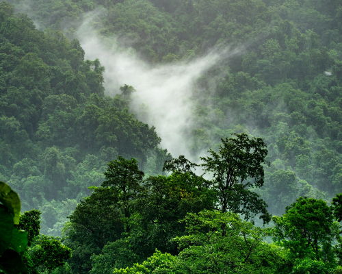 Tropical forest in the mist