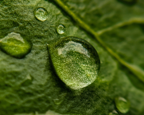 Close up of leaf with water droplets